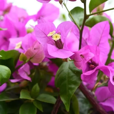 Casa Esperanza * 贝尼塔切利