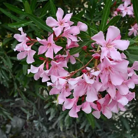 Casa Esperanza דירה *